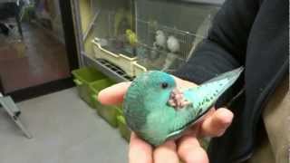 20121220 BIRD PRO SHOP えとぴりか サザナミインコ ブルー