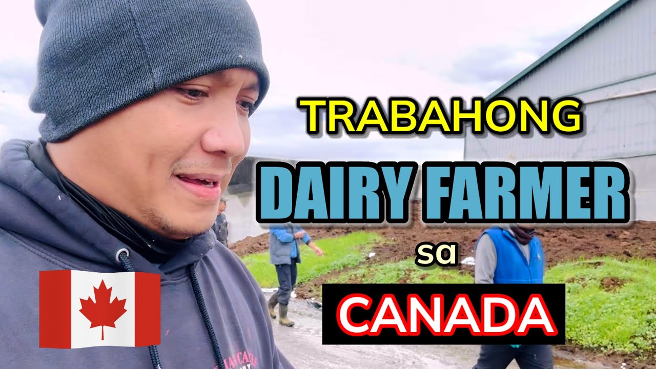 DAIRY FARMER IN CANADA #buhaycanada  #pinoycanada  #filipino  #fyp  #viralvideo
