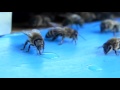 Пчела пьет воду