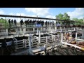 Livestock liniers market the worlds biggest mart