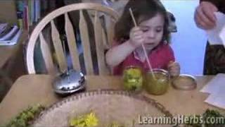 Dandelion uses: herbal oil and dandelion tea