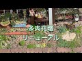 【多肉】#77 多肉花壇リニューアル　土の改良から植え替えまでを御覧ください。最後に黒法師の発芽状況のおまけ映像あります。