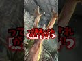 ヤモリがガラスに貼り付ける理由