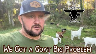 Goat Problems!