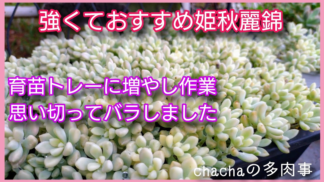 多肉植物】強くておすすめ姫秋麗錦✨可愛さのピークの後はスカスカが
