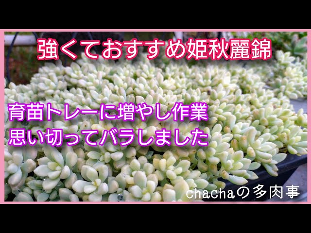 多肉植物】強くておすすめ姫秋麗錦✨可愛さのピークの後はスカスカが