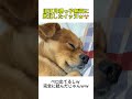 旧正月甥っ子無双に敗北したイッヌｗ🐶 #youtubeshorts #おすすめ #shorts