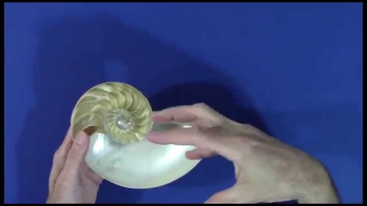 Mathematical Impressions: Shell Games