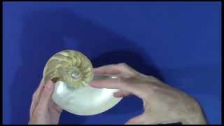 Mathematical Impressions: Shell Games screenshot 2