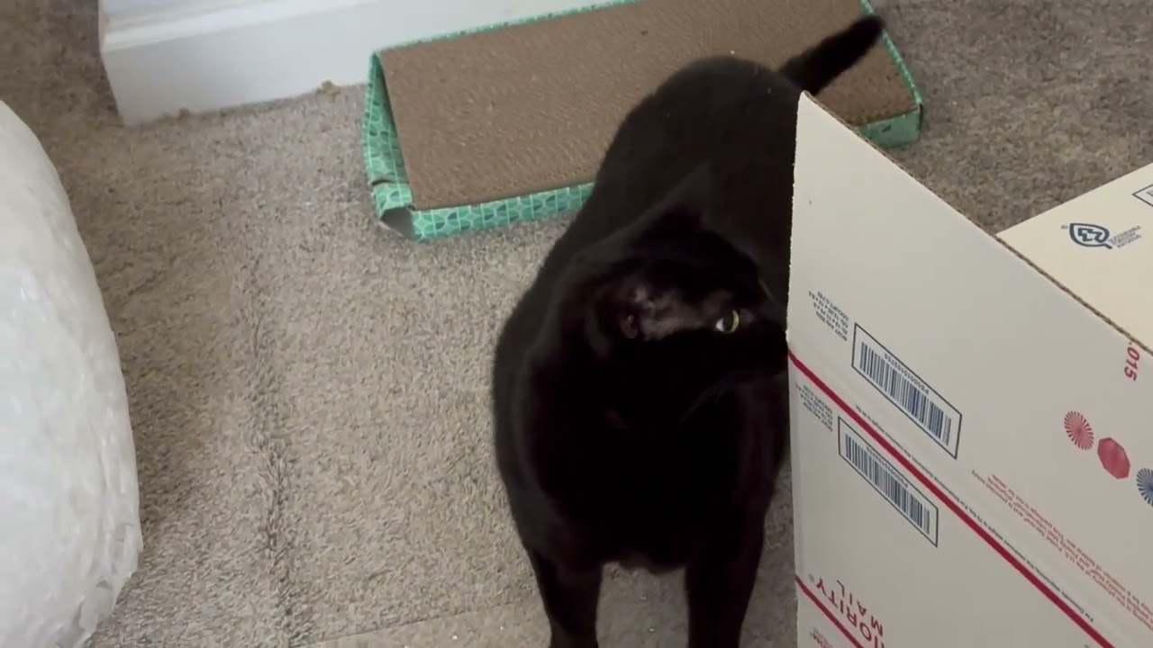 Cute Precious Piper Inspects a Mailing Box - Adopting a Cat from a Shelter Vlog