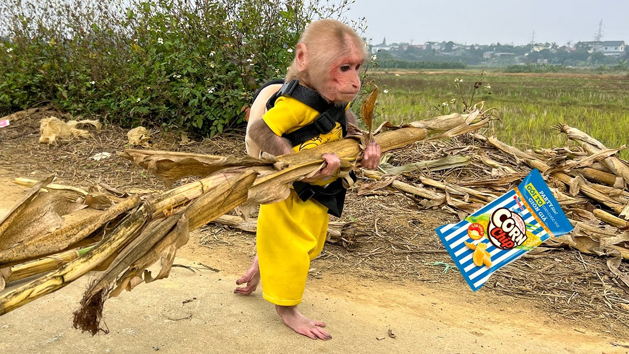 Wonderful! Bibi cleaned path before going to buy snacks