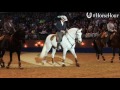 Portuguese lusitanos at olympia horse show