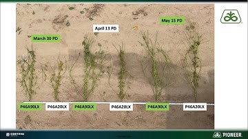 Soybean Planting Date Trial Plot