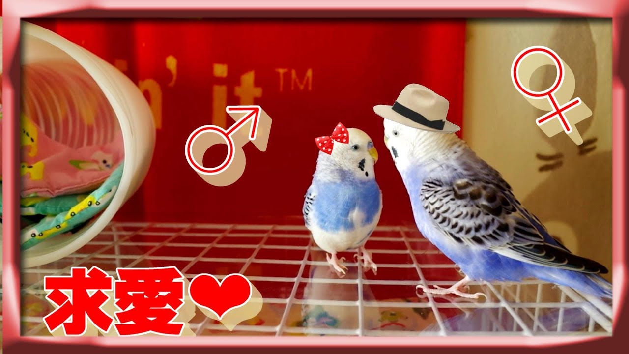 セキセイインコ求愛 ‐2 ♡ 仲良しカップル（交尾経験なし♡）求愛 
