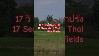 17 วิ พาไปดูนาปรัง / 17 Seconds of Thai Rice Fields