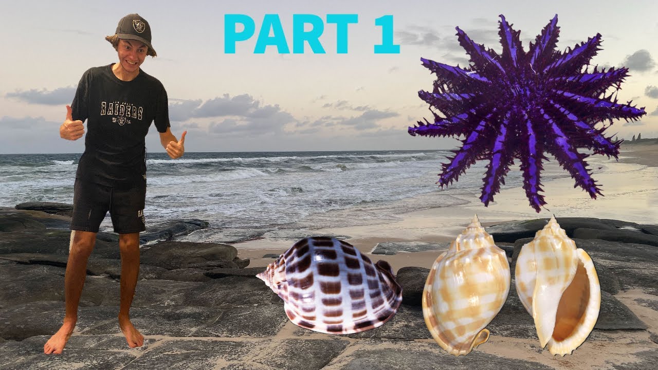 IS THIS ALIEN STARFISH DEADLY!? MY BEST NIGHT SHELLING TRIP EVER