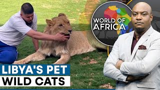 Libya: Man raises predatory animals at home as his pets | World Of Africa