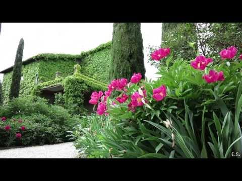 Video: Crisantemi Gialli (49 Foto): Fiori Di Peonia E Aghi, Varietà 