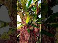 #prosperidade #deustemumapalavrapravoce #shortvideo #shortsviral #shortsfeed #shorts