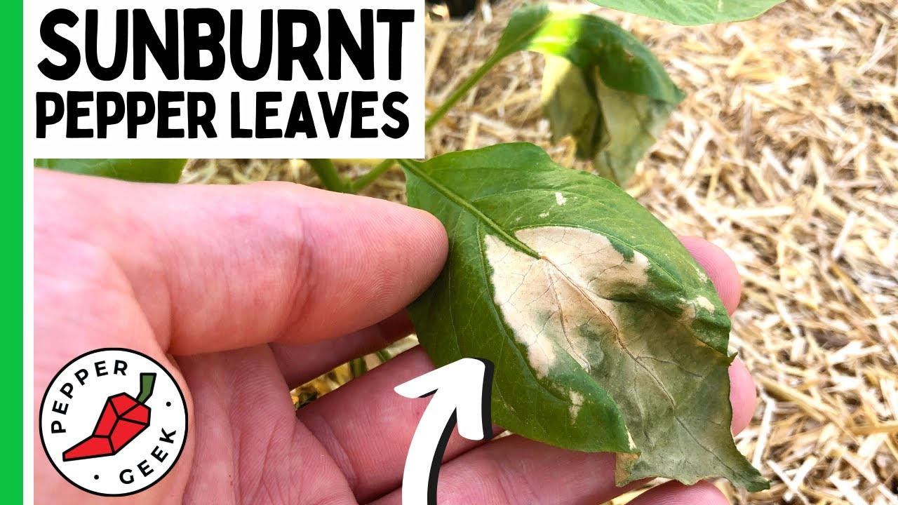Sunburnt Pepper Leaves How to Prevent It Pepper Geek YouTube