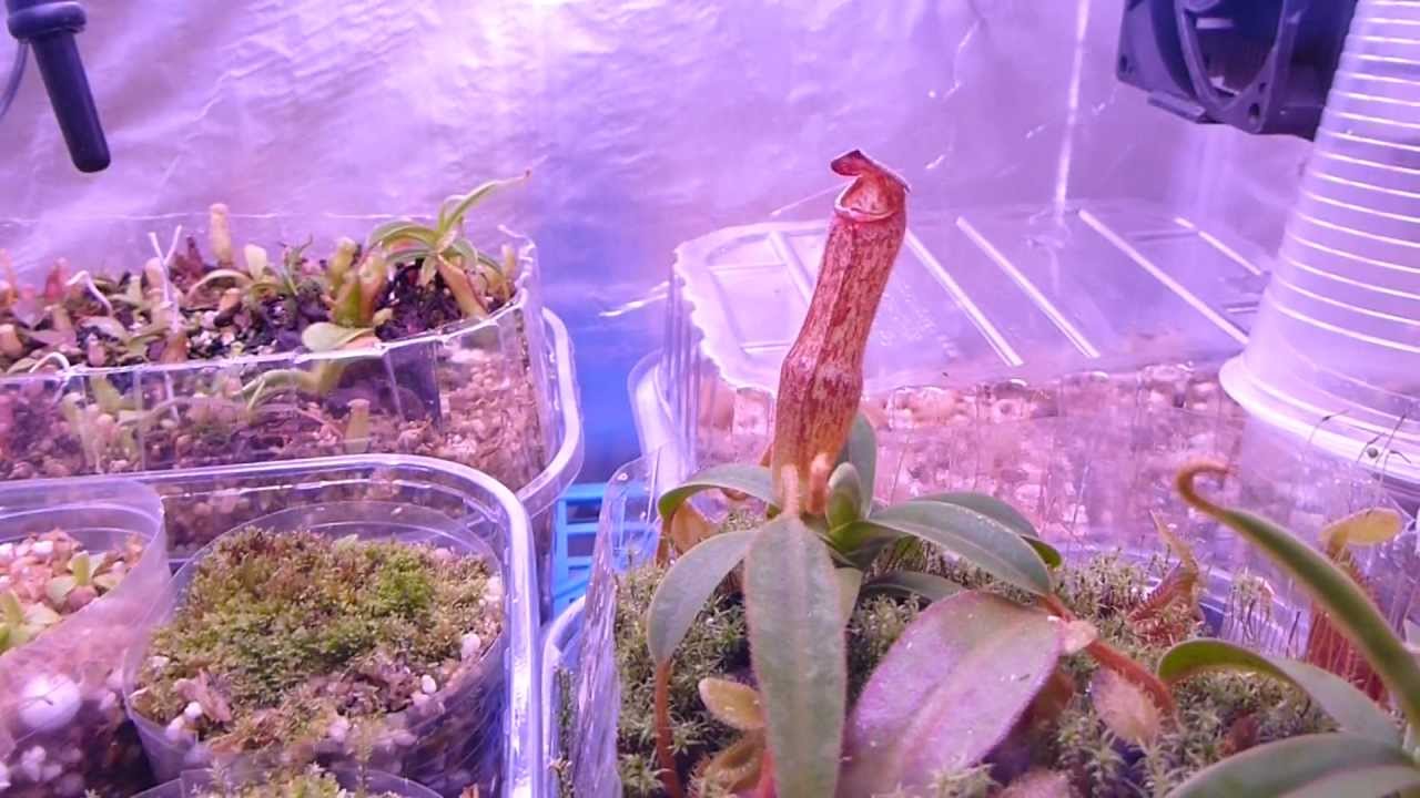 Nepenthes Terrarium cooled with Peltier Element 16-03-2013