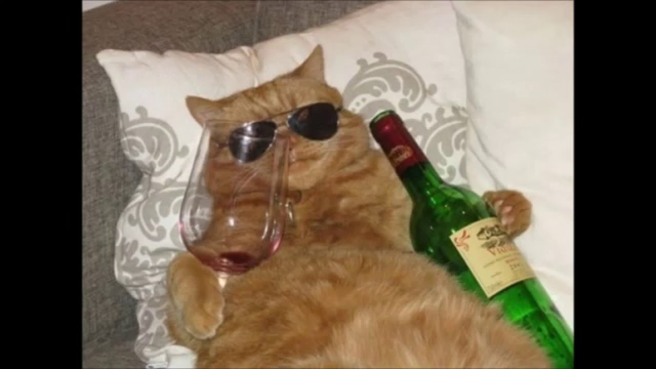 Animal Rockstar YouTube