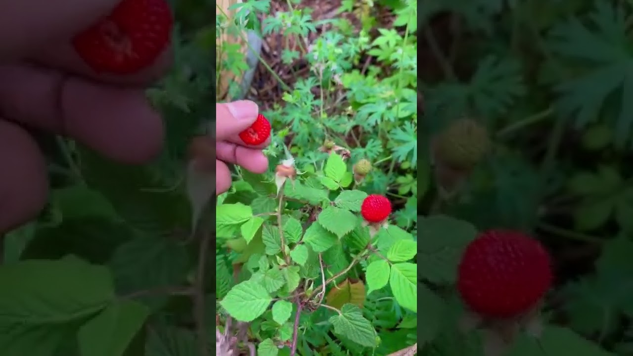 new wonderful fruits shorts 