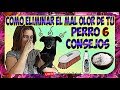 Elimina El Mal Olor De Tu Perro y Casa | 6 Consejos Para el Mal Olor de tu Mascota