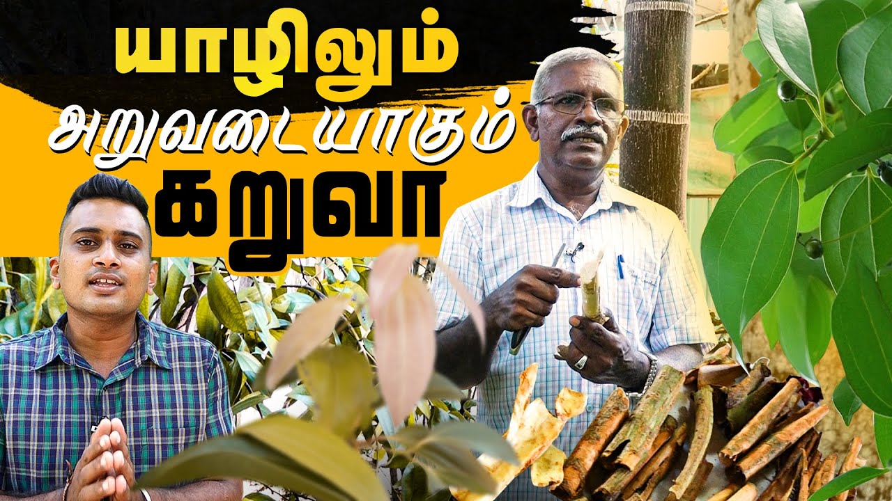 யாழிலும் அறுவடையாகும் கறுவா | Jaffna Planting | Cinnamon | Chunnakam | Mallakam