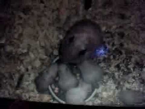 reptiles concept photo of my baby hamsters eating with mom