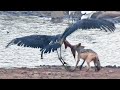 Jackal Kills Stork in an Epic Battle