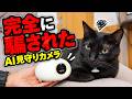 【削除覚悟】猫を自動で追いかけるAI見守りカメラを買った結果…