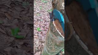 Rubber katting tripura #rubber #katting #shortvideo