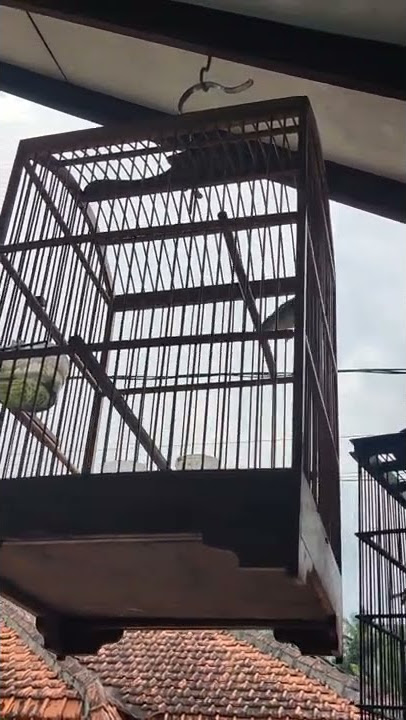 suara burung sirtu terancam