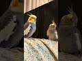ร้องเพลงโอเปร่ากัน #cockatiel #birds #นกแก้วน่ารัก