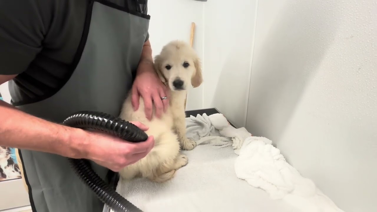 Golden Retriever Teddy Completes Weeks 3-4 of Clicker Training!