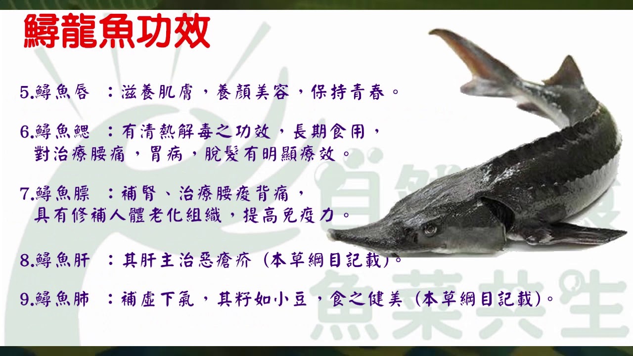 五指有力鱘龍魚便當食材介紹 認識鱘龍魚 Youtube