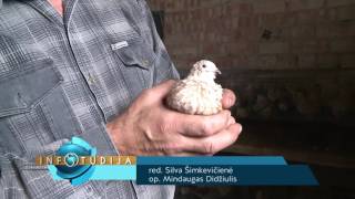 Infostudija 2016-08-23