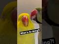 He let the intrusive thoughts win😆👅 #talkingbird #talkingparrot #couplegoals #funnyanimals #couple