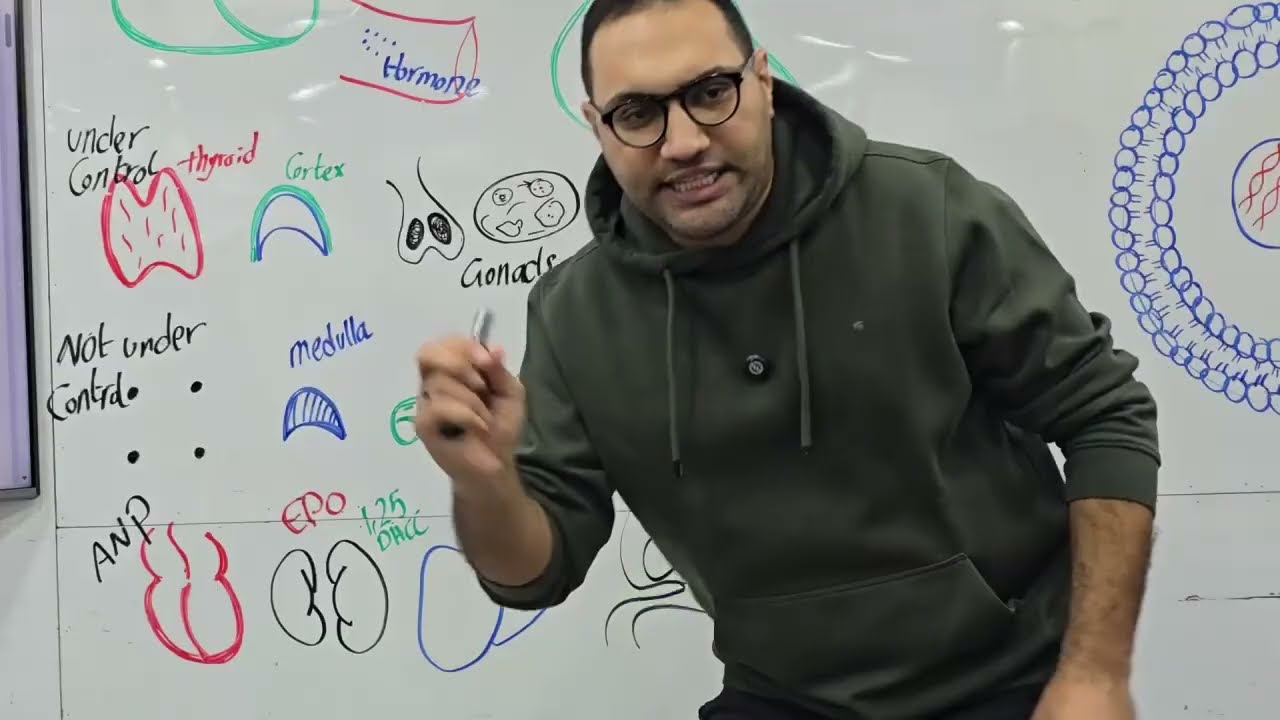 Endocrine Physiology-1 Kasr alainy 2026 by dr. Elsherif