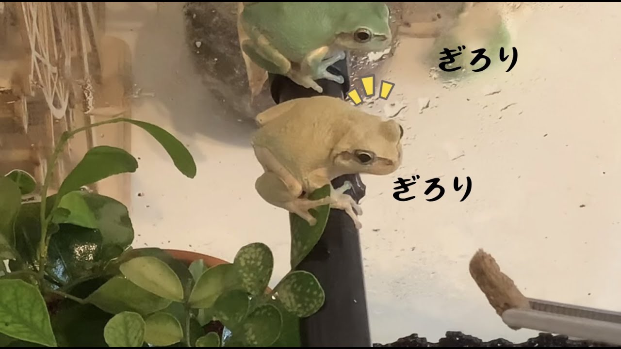 今年もカエルが増えるかも ロボロボふにゃにゃ