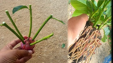 How to cut avocado to grow roots 100% Onion root help