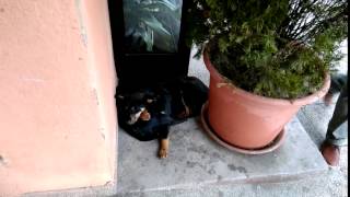 dva psa eko grejanje Smederevo SDinfo Video