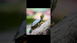 The red eared turtle (Trachemys scripta elegans)