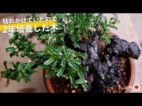 The result of cultivating a dying tree for two years [Bonsai Q