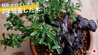 磯山椒　コケ順いいです mqdefault.jpg