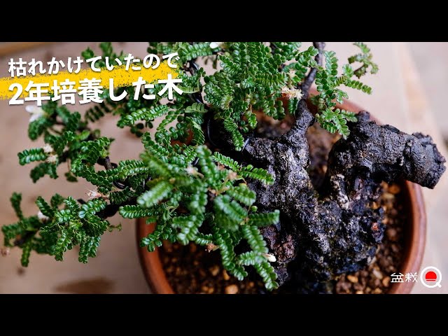 The result of cultivating a dying tree for two years [Bonsai Q