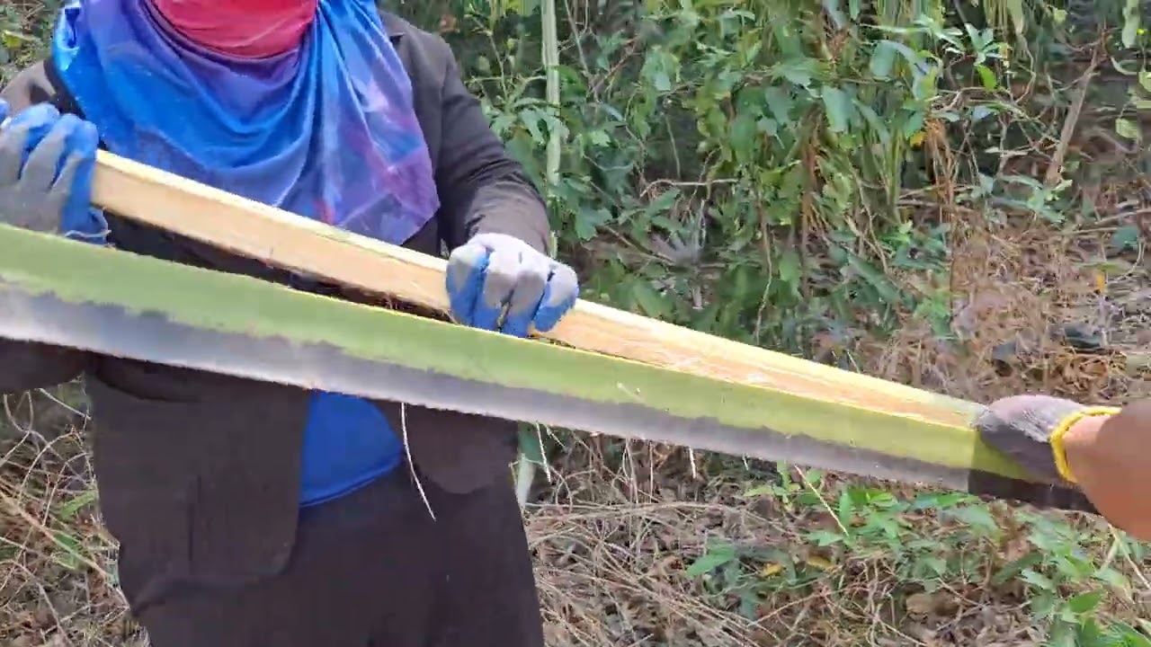 ตัดกิ่งต้นลาน เอาไว้ทำว่าว ครับ