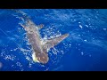 Massive SHARK that looks like an ALIEN!!! {Catch Clean Cook} Big Eye Thresher Shark