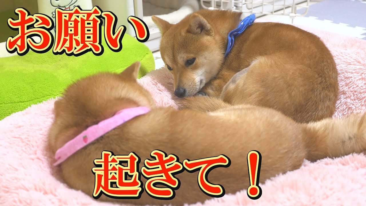 The younger Shiba Inu was so adorable, quietly waiting with a